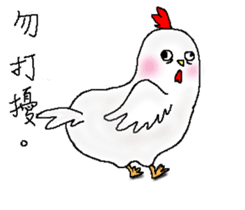 chicken chicken sticker #12360110