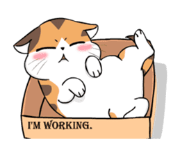 Soidow Cat Animated(Eng) sticker #12363077