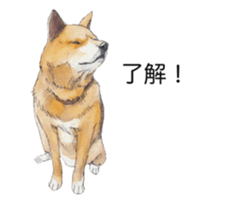 Boss of the dog. sticker #12370052