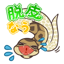 Ball Python (Snake-kun) sticker #12372414