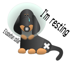 Every day with amusing Dachshund sticker #12377561