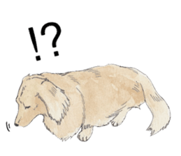Riku of the miniature dachshund 2. sticker #12384951