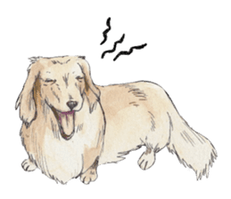 Riku of the miniature dachshund 2. sticker #12384952