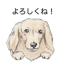 Riku of the miniature dachshund 2. sticker #12384962