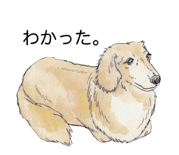 Riku of the miniature dachshund 2. sticker #12384963