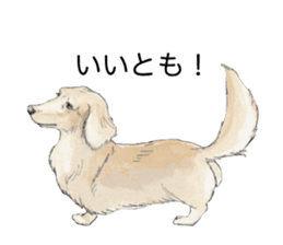 Riku of the miniature dachshund 2. sticker #12384969
