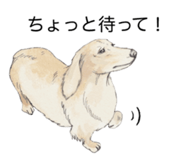 Riku of the miniature dachshund 2. sticker #12384976