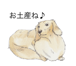 Riku of the miniature dachshund 2. sticker #12384981