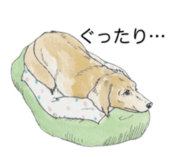 Riku of the miniature dachshund 2. sticker #12384983