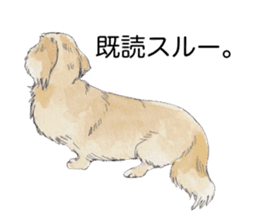 Riku of the miniature dachshund 2. sticker #12384986