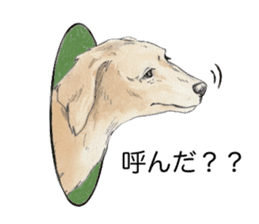 Riku of the miniature dachshund 2. sticker #12384987