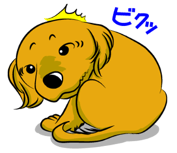Golden Retriever named sakura sticker #12385165