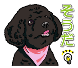 Daily poodle sticker #12389160