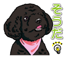 Daily poodle sticker #12389160