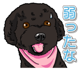 Daily poodle sticker #12389163