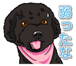 Daily poodle sticker #12389163