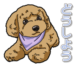 Daily poodle sticker #12389164