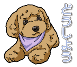 Daily poodle sticker #12389164