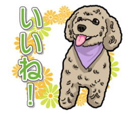 Daily poodle sticker #12389169