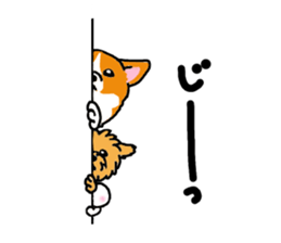 Corgi and Yorkshire Terrier sticker #12395341