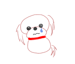 pretty Maltese dog Milky sticker #12397302