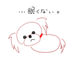 pretty Maltese dog Milky sticker #12397317