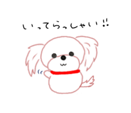 pretty Maltese dog Milky sticker #12397321