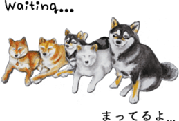 Shiba Inu Sisters - 1 sticker #12409719