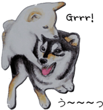 Shiba Inu Sisters - 1 sticker #12409727