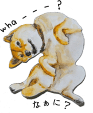 Shiba Inu Sisters - 1 sticker #12409740