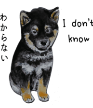 Shiba Inu Sisters - 1 sticker #12409749