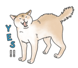 Lovely Cats! [ENG] sticker #12417654