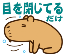 Always sleepy capybara. sticker #12428183