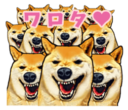 Funny face Japanese Shiba inu sticker sticker #12434726