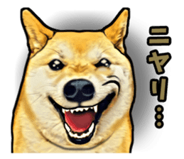 Funny face Japanese Shiba inu sticker sticker #12434727