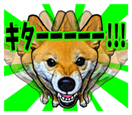 Funny face Japanese Shiba inu sticker sticker #12434728