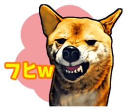 Funny face Japanese Shiba inu sticker sticker #12434729