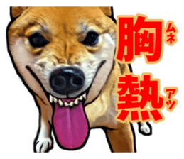 Funny face Japanese Shiba inu sticker sticker #12434730