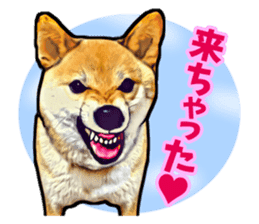 Funny face Japanese Shiba inu sticker sticker #12434731