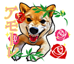 Funny face Japanese Shiba inu sticker sticker #12434732