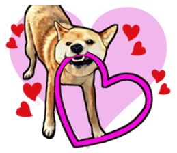 Funny face Japanese Shiba inu sticker sticker #12434733