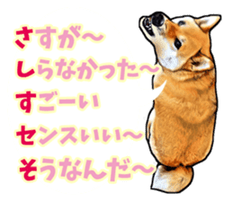 Funny face Japanese Shiba inu sticker sticker #12434734