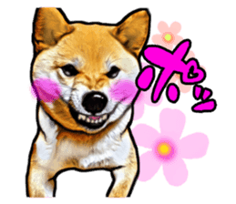Funny face Japanese Shiba inu sticker sticker #12434736