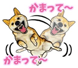 Funny face Japanese Shiba inu sticker sticker #12434737