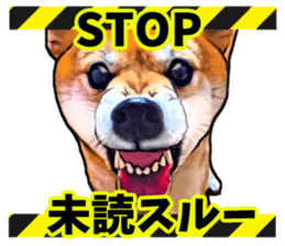 Funny face Japanese Shiba inu sticker sticker #12434739