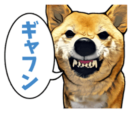 Funny face Japanese Shiba inu sticker sticker #12434740