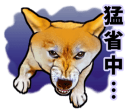 Funny face Japanese Shiba inu sticker sticker #12434741