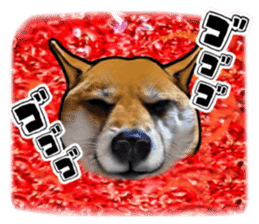 Funny face Japanese Shiba inu sticker sticker #12434742