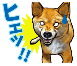 Funny face Japanese Shiba inu sticker sticker #12434743