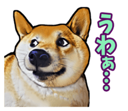 Funny face Japanese Shiba inu sticker sticker #12434744